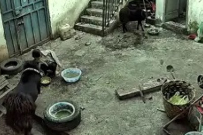 Baa-d Day for Chillaxing Human: Sheep Takes Matters Into Its Own Hooves!