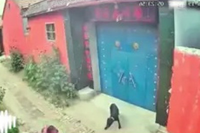 Canine Prankster Strikes Again: Hilarious Dog vs. Old Man Showdown!