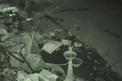 Doggos vs. Reptile Showdown: When Street Pups Meet a Scaly Surprise!