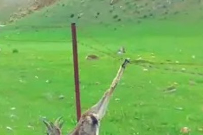 Hilarious Encounter: Watch as a Man Rescues a Deer Stuck in a Funny Situation!