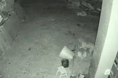 Paws and Panic: Hilarious Dogs Detect 