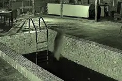 Pawsitively Hilarious: Watch This Dog's Hilarious Plunge into the Pool!