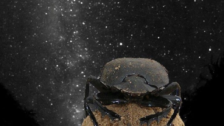 Dung Beetles: The Only Insects That Navigate By The Milky Way!
