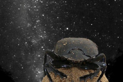 Dung Beetles: The Only Insects That Navigate By The Milky Way!
