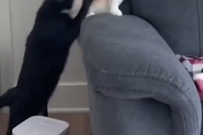 Hilarious Compilation: Cats Being Cats - Prepare for Laughter!