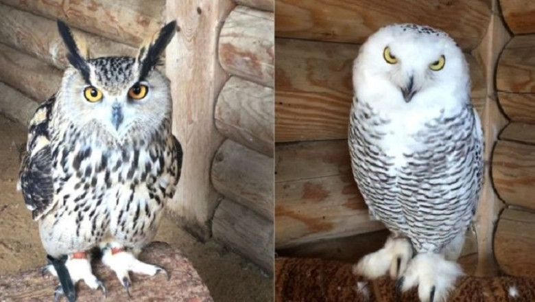 The Intriguing World of Owls: Unveiling the Mysteries of Eagle Owls