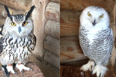 The Intriguing World of Owls: Unveiling the Mysteries of Eagle Owls