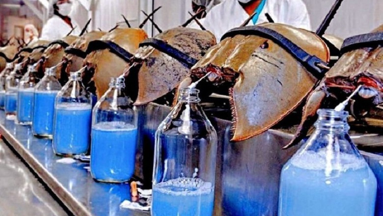 Unraveling the Mysteries of the Immortal Horseshoe Crab