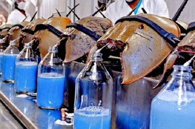 Unraveling the Mysteries of the Immortal Horseshoe Crab