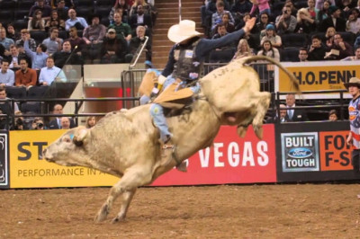 The Hilarious Tale of a Man Who Tried to Wrestle a Bull—and Lost!