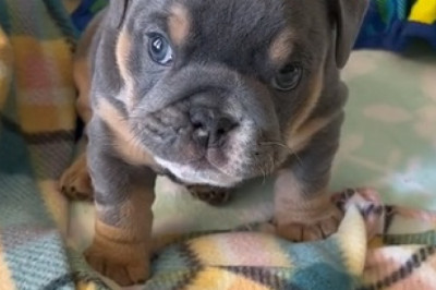 Adorable Puppy Melts Hearts! Watch This Little Furball's Hilarious Antics!