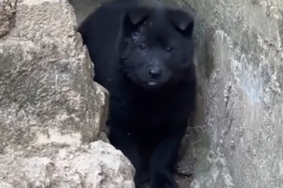 Adorable Small Dog Charms Everyone! Watch These Heart-Melting Moments!