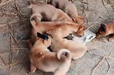 Canine Comedy Showdown: Adorable Doggy Duel!