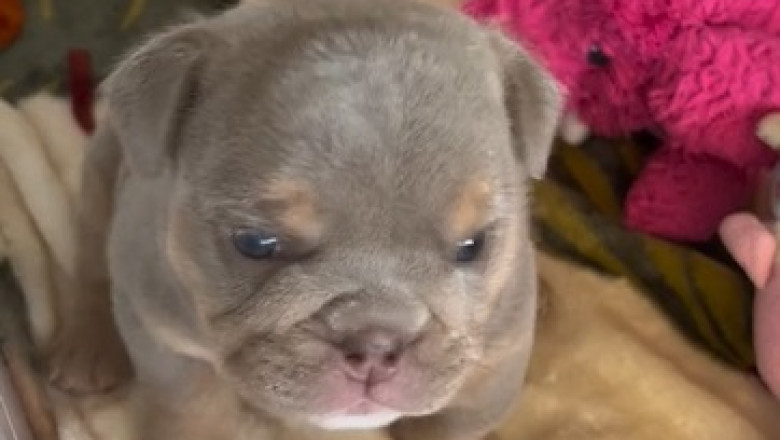 Cutest Puppy Ever Takes the Internet by Storm! Must-See Adorable Moments!