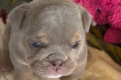 Cutest Puppy Ever Takes the Internet by Storm! Must-See Adorable Moments!