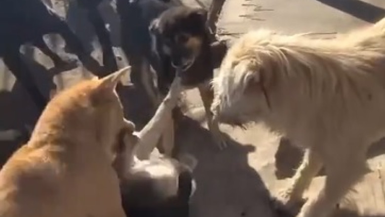 Epic Dog Showdown: Hilarious Canine Clash!