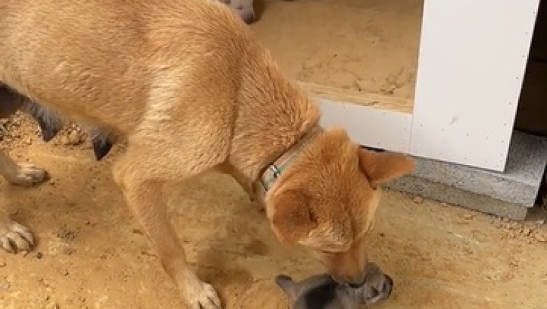 Laugh Out Loud with These Hilarious Dogs!