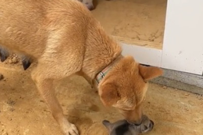 Laugh Out Loud with These Hilarious Dogs!