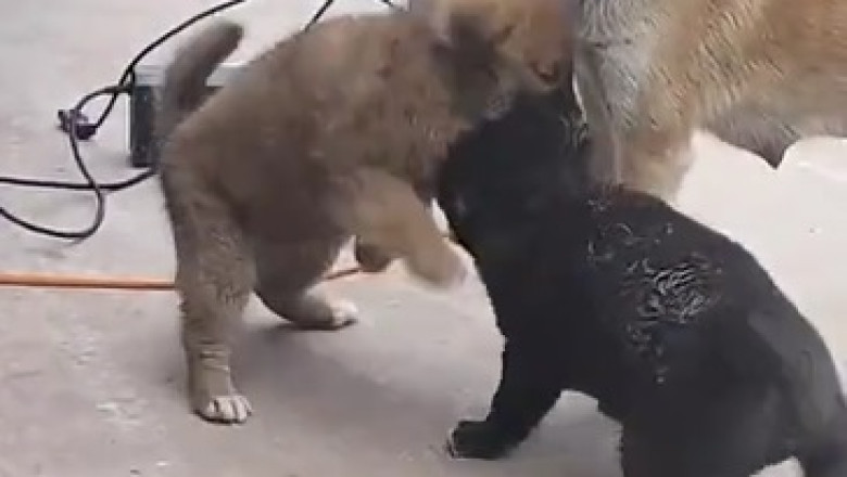 Puppy Playtime Showdown: Cutest Fight Ever!