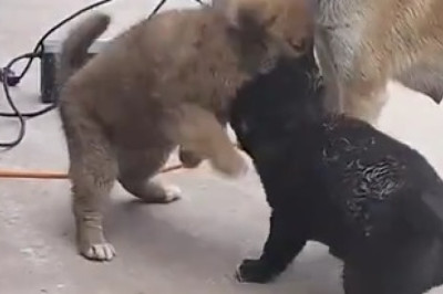 Puppy Playtime Showdown: Cutest Fight Ever!