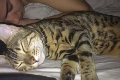 Adorable Bengal Cat Caught Meowing in Sleep!