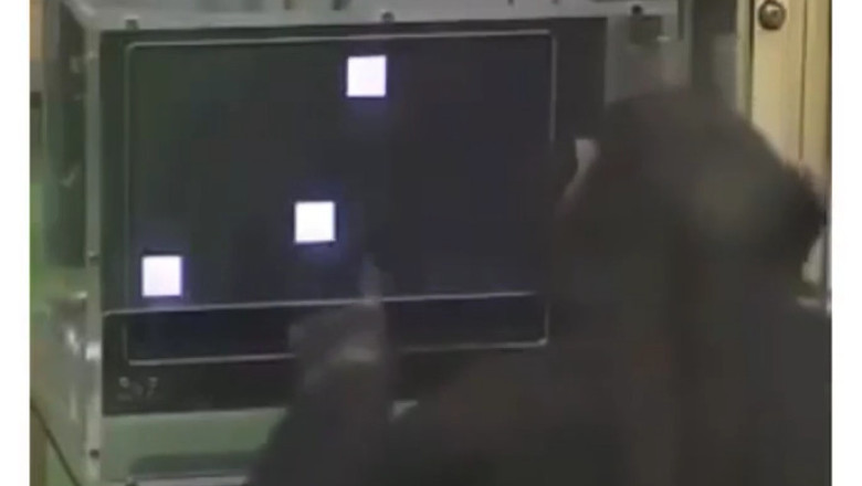 Amazing Memory: Witness the Incredible Recall of a Chimpanzee!