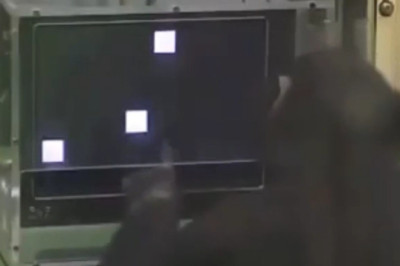 Amazing Memory: Witness the Incredible Recall of a Chimpanzee!