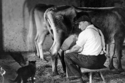 Cows 'Lose Their Jobs' as Milk Prices Plummet: Farmers Hit Hard!
