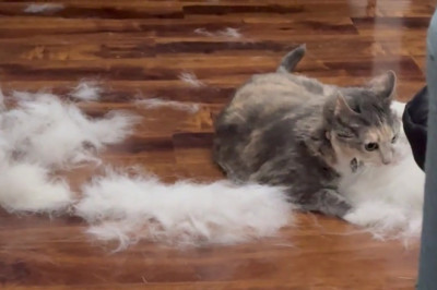 Fluffy Cat Sheds Wool Like a Pro!