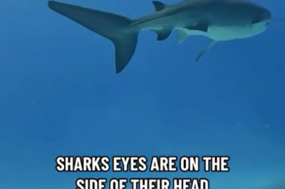 Heart-Pounding Close Encounter: Scuba Diver Meets Tiger Shark Face-to-Face!