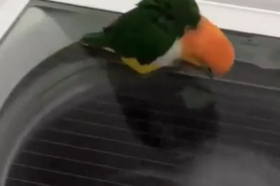 Hilarious Parrot Goes Wild Over Laundry Time!