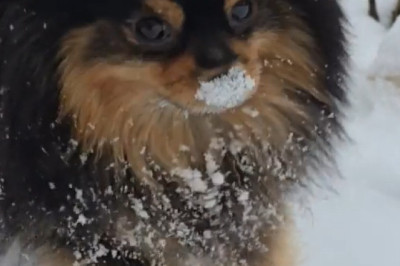 Snow Day Fun: Watch This Dog's Epic Snow Adventures! 🐶