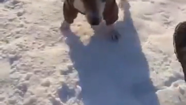 Tiny Tornado: Witness the Speed Demon Pup in Action!