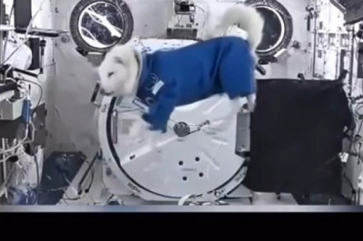 Wild Reactions: Animals Experience Zero Gravity for the First Time!